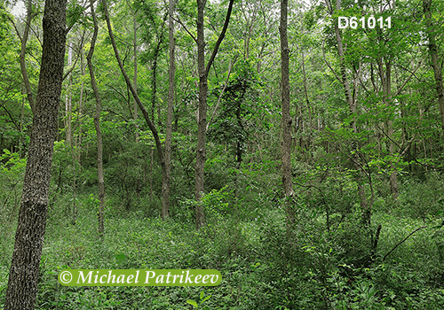 Deciduous Appalachian forest in Canoe Creek State Park